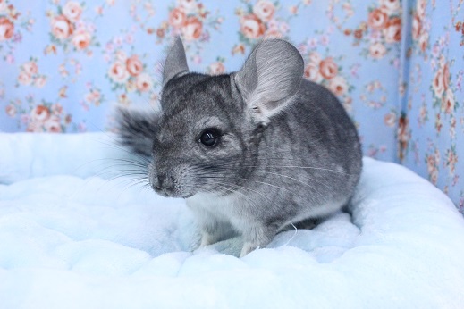 チンチラ