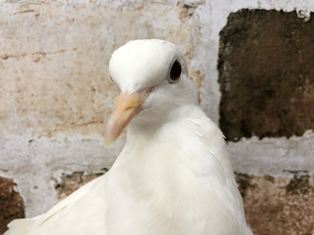 超ホヤホヤ最新画像☆12月28日撮影~ 手乗りなの!?ギンバト先輩〜! ギンバト