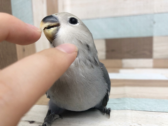 超ホヤホヤ最新画像★カメラ目線!コザクラインコヒナ(バイオレット) コザクラインコ(小桜インコ)