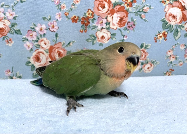 コザクラインコ（小桜インコ）