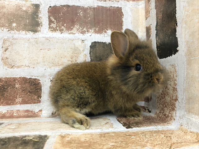 ライオンラビット