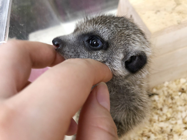 ミーアキャット