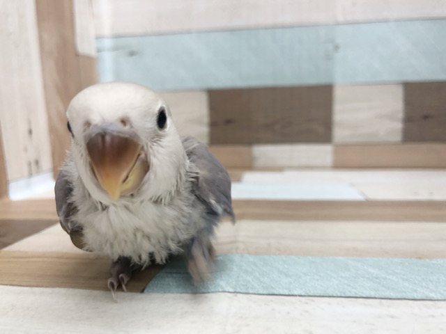 コザクラインコ（小桜インコ）