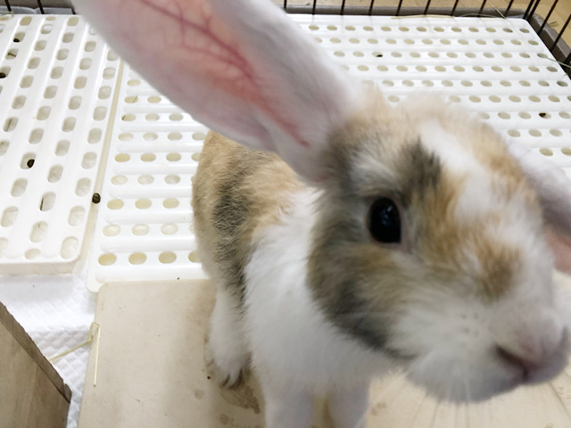 ロップイヤーラビット