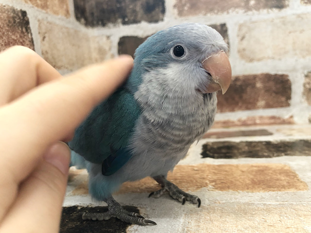 オキナインコ