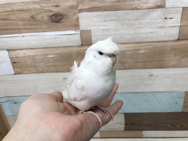 羽衣セキセイインコ