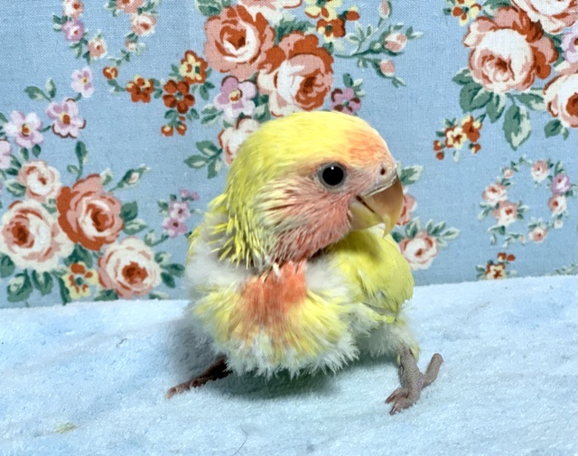 コザクラインコ（小桜インコ）