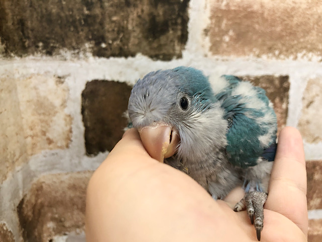 オキナインコ