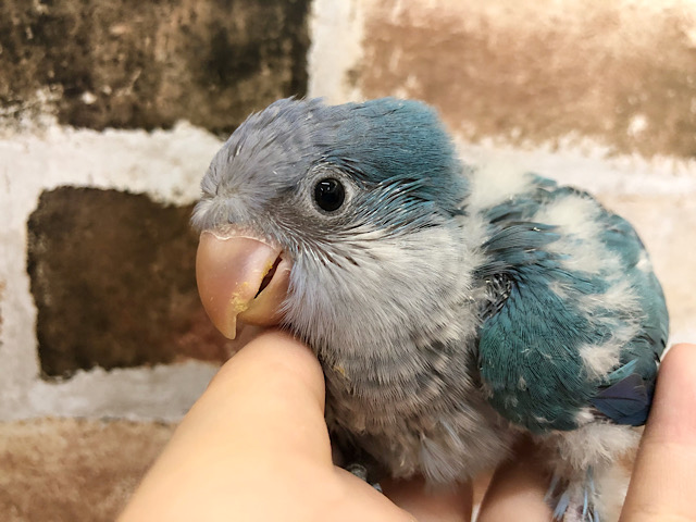 オキナインコ