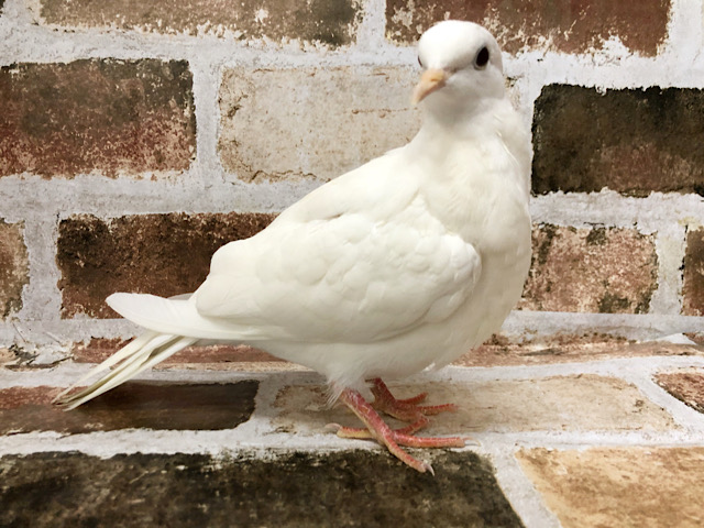 超ホヤホヤ最新画像☆12月28日撮影~ 手乗りなの!?ギンバト先輩〜! ギンバト