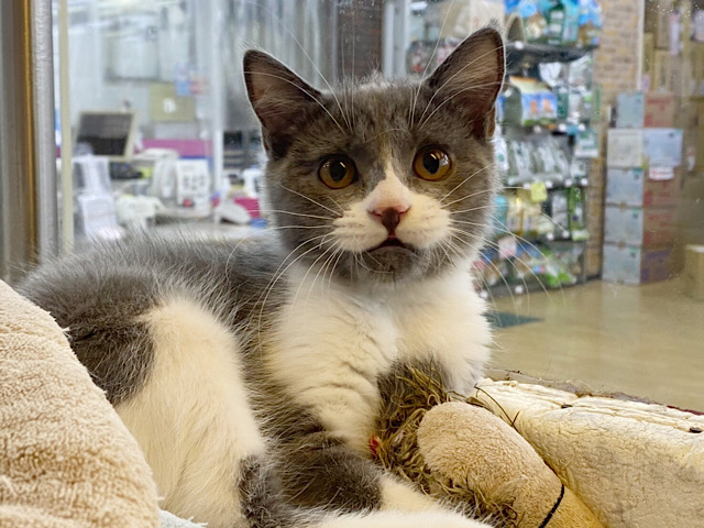 ブリティッシュショートヘア