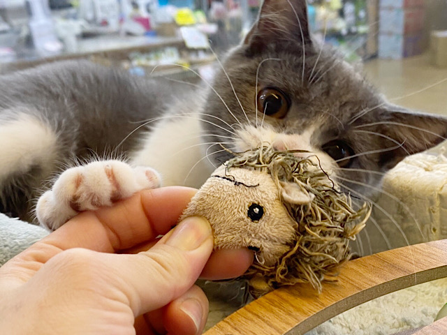 ブリティッシュショートヘア