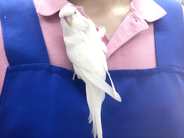 羽衣セキセイインコ