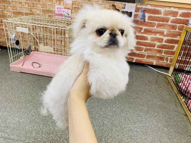 あざらし?!ペキニーズ君☆ ペキニーズ