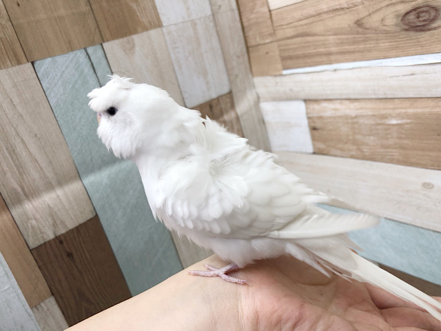 羽衣セキセイインコ