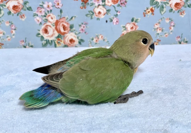 コザクラインコ（小桜インコ）