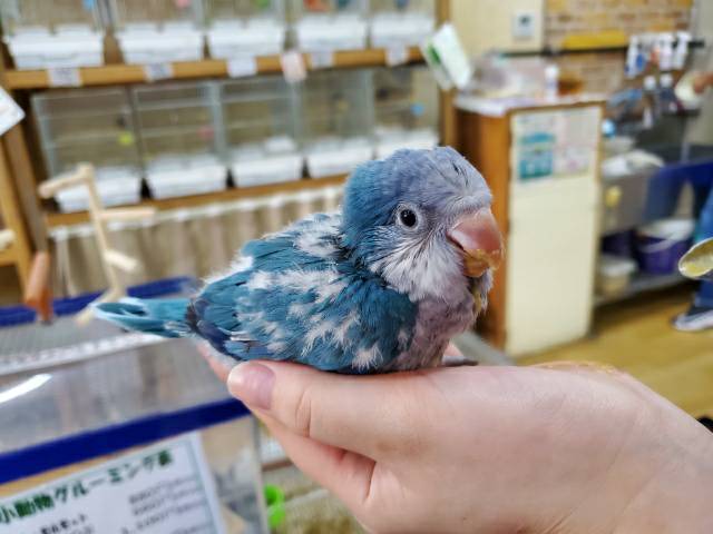 オキナインコ