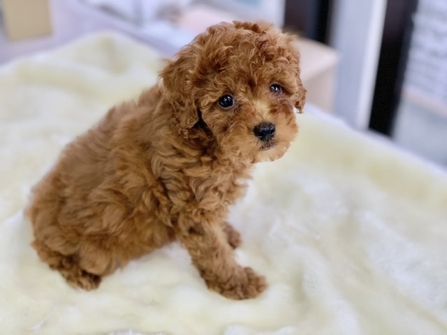トイプードル