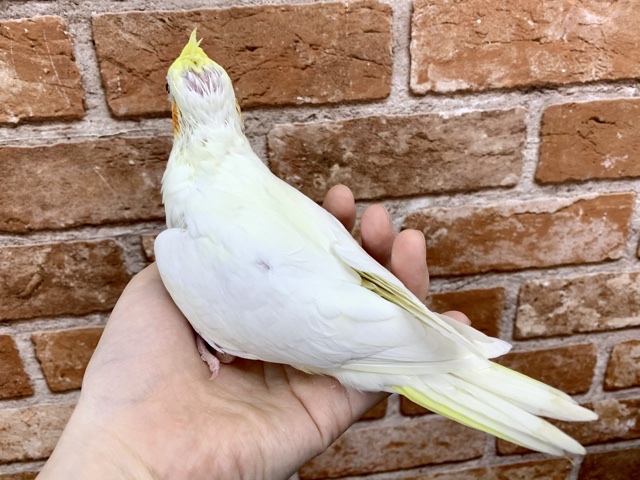 オカメインコ