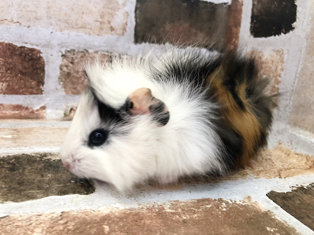 アビシニアンモルモット