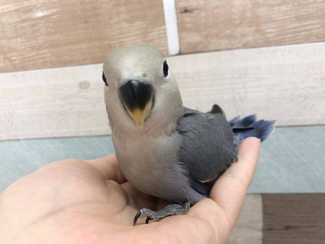 超ホヤホヤ最新画像★カメラ目線!コザクラインコヒナ(バイオレット) コザクラインコ(小桜インコ)