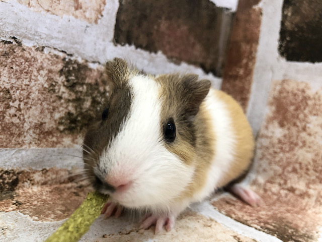 イングリッシュモルモット