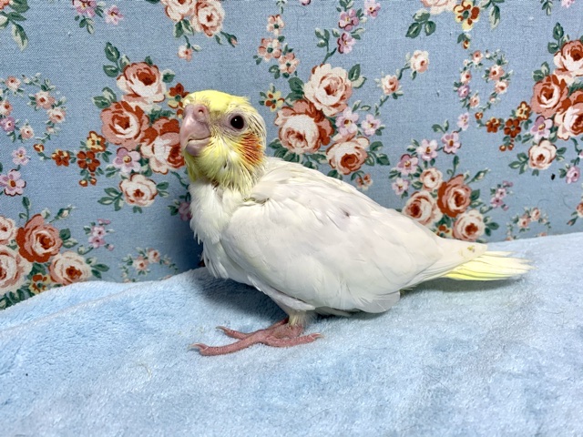 オカメインコ