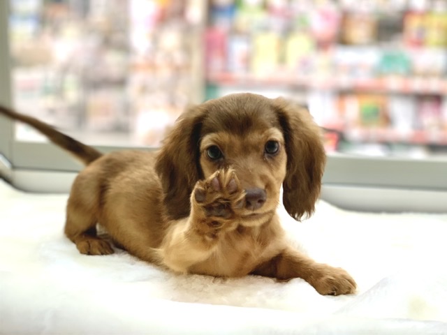 ミニチュアダックス