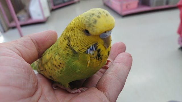ジャンボセキセイインコ
