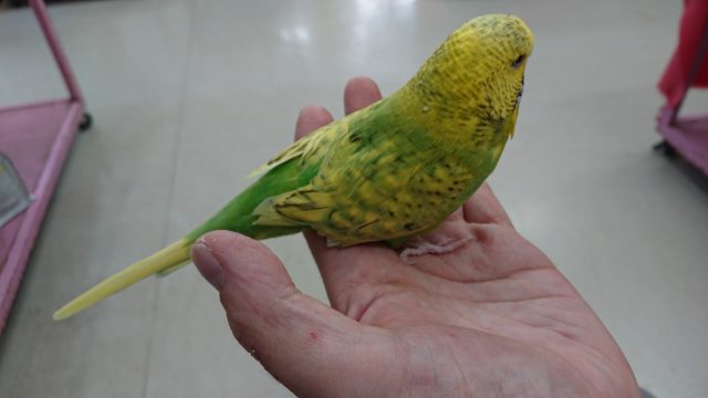 ジャンボセキセイインコ