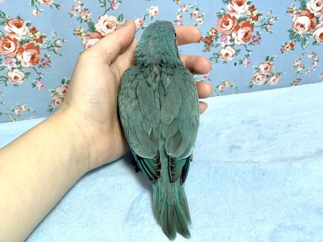 オキナインコ