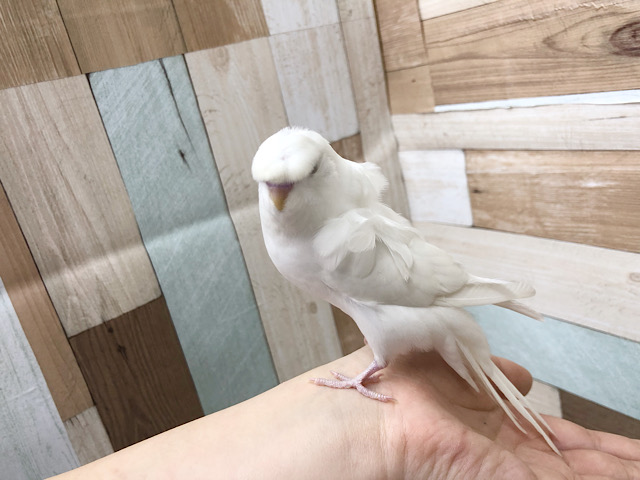 羽衣セキセイインコ