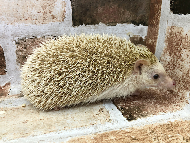 ハリネズミ（ヨツユビハリネズミ）