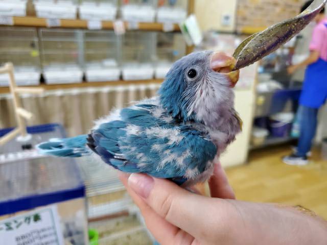 オキナインコ