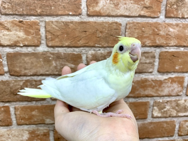 オカメインコ