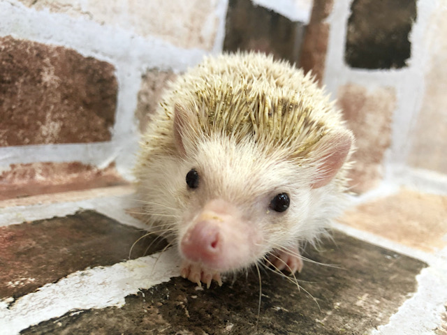 ハリネズミ（ヨツユビハリネズミ）