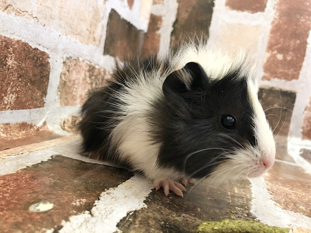 アビシニアンモルモット