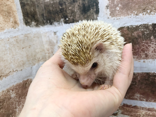 ハリネズミ（ヨツユビハリネズミ）