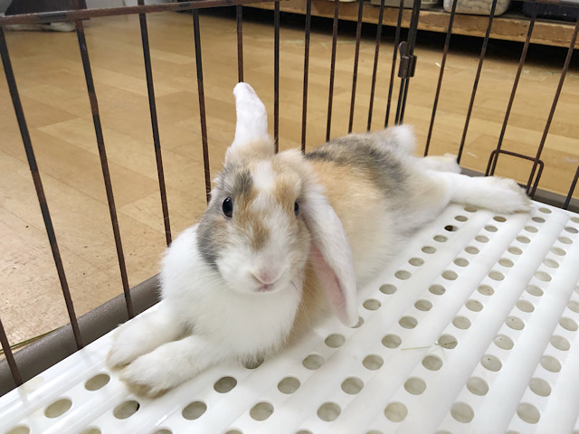 ロップイヤーラビット