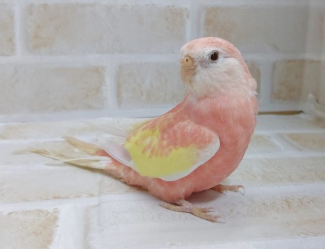 アキクサインコ（秋草インコ）