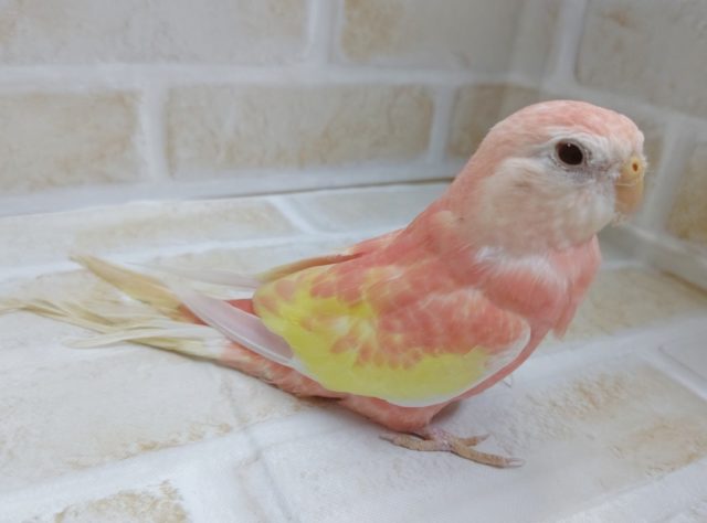 アキクサインコ（秋草インコ）