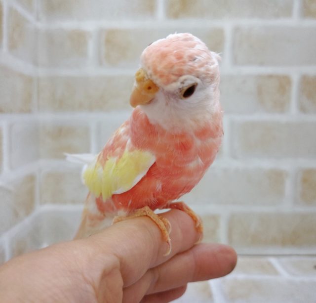 アキクサインコ（秋草インコ）