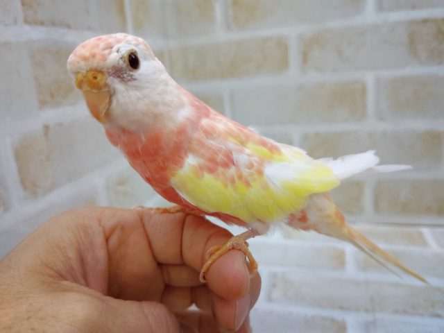 アキクサインコ（秋草インコ）