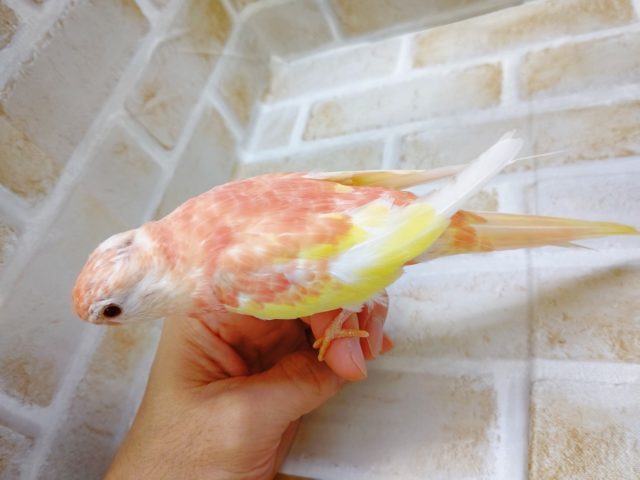 アキクサインコ（秋草インコ）
