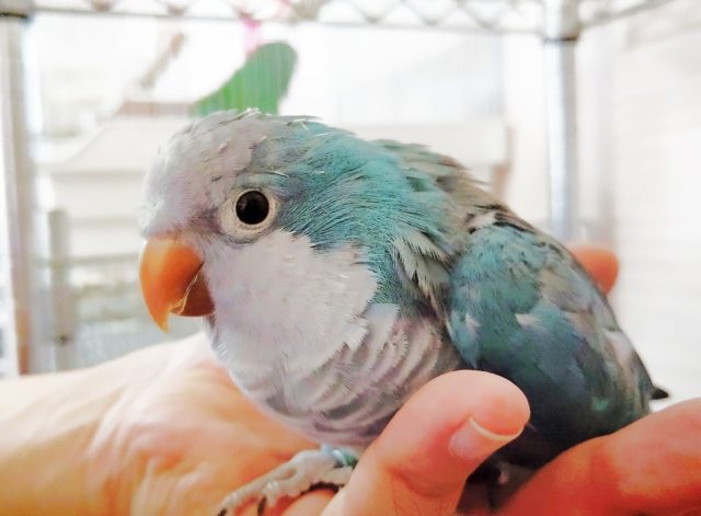 オキナインコ