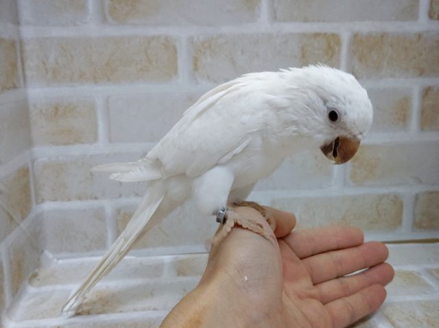 オキナインコ