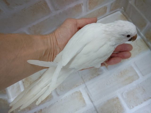 オキナインコ
