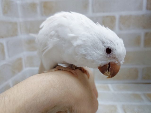 オキナインコ