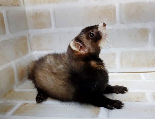 フェレット
