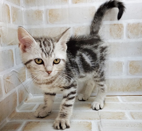 アメリカンショートヘア